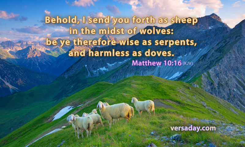 As sheep in wolves.jpg