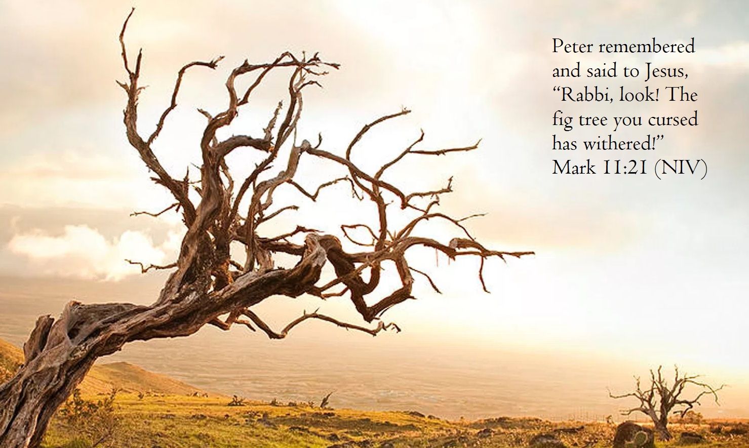 fig tree withered.jpg