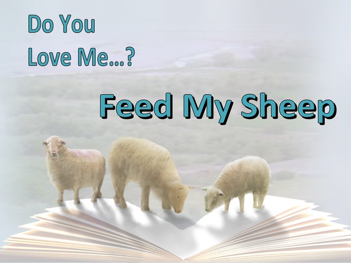 feed my sheep2.jpg