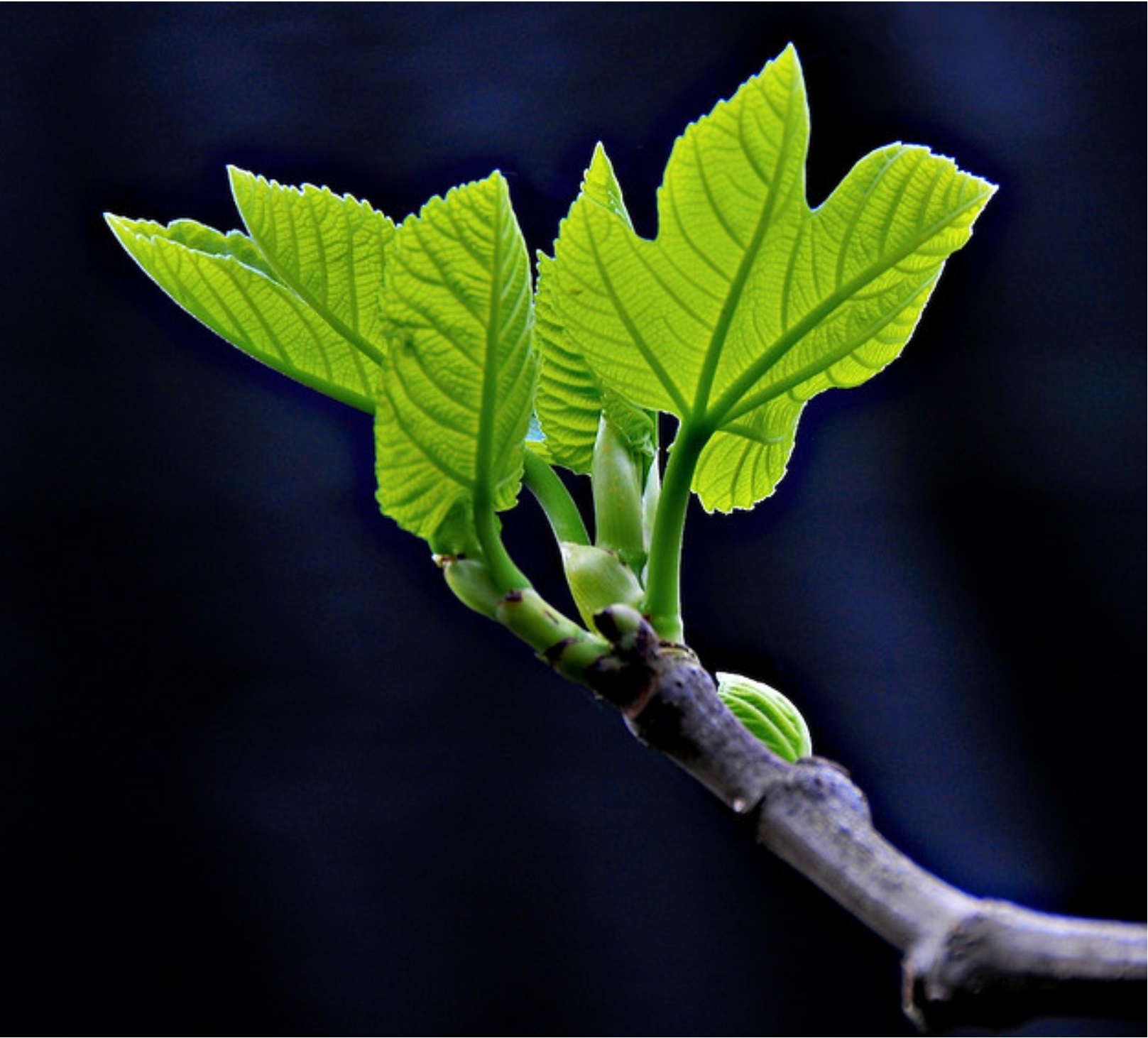 fig bud tender.jpg